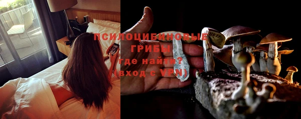 стаф Касимов